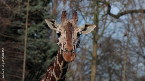 beautiful floating giraffe gait on blurred background, slow motion