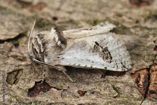 Closeup on a European Mediterranean pale colored Cossidae month, Parahypopta caestrum sitting on wood in Gard, France photo