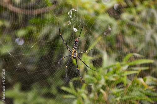 Wallpaper Mural A large black and yellow golden orb weaver spider in its web on a hiking trail in Hong Kong. Torontodigital.ca