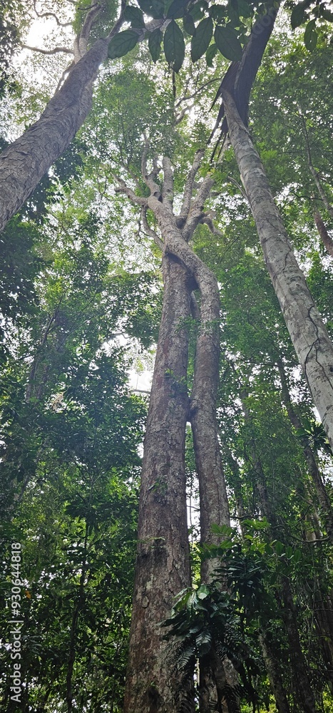 A rainforest in Libreville Gabon Africa A rainforest in Libreville Gabon Africa