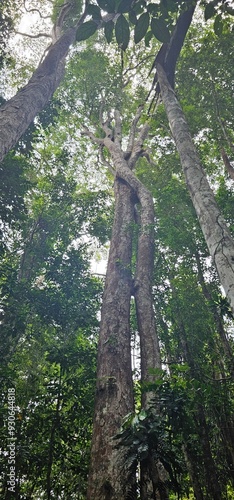 A rainforest in Libreville Gabon Africa