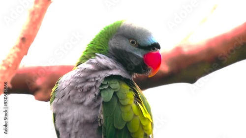 derbyan parakeet on white background photo