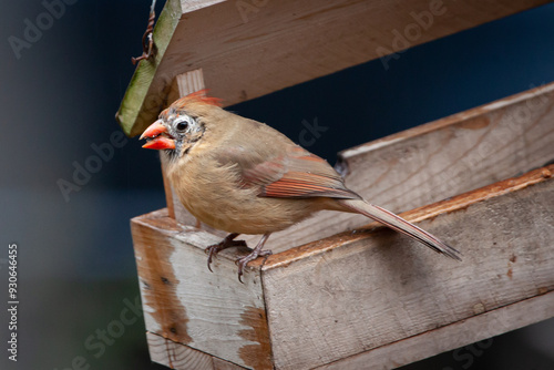 Bird with eye disease at Feeder Bird Sickness Sick Bird
 photo