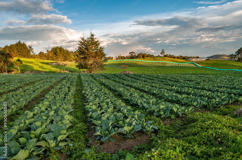 Arable farmland fresh under a wide blue sky Arable farmland fresh under a wide blue sky