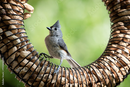 Tufted Titmouse eating peanuts feeder Bird Photo
