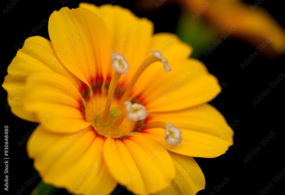 Red gerbera daisy flower close up wallpaper Red gerbera daisy flower close up wallpaper