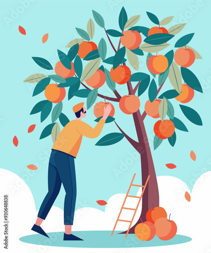A gardener harvests peaches from a peach tree
