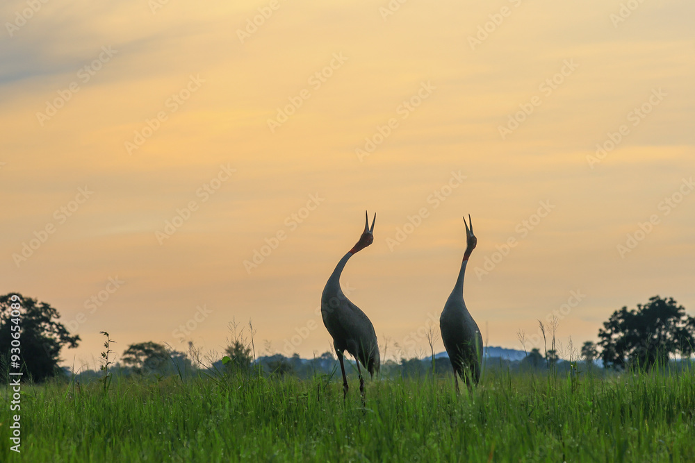 Fototapeta premium The sarus crane is a large nonmigratory crane and a rare bird that lives in wetlands and organic rice fields in Buriram Province, Thailand