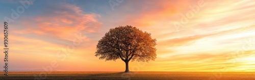 Sunset over a solitary tree in a vast field during golden hour