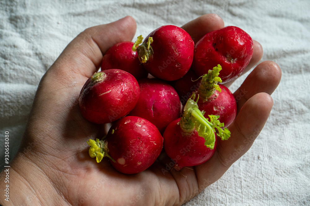 A man's hand holding fresh radishes, showcasing their vibrant red color and crisp texture, ideal for food and farming themes. A man's hand holding fresh radishes, showcasing their vibrant red color and crisp texture, ideal for food and farming themes.