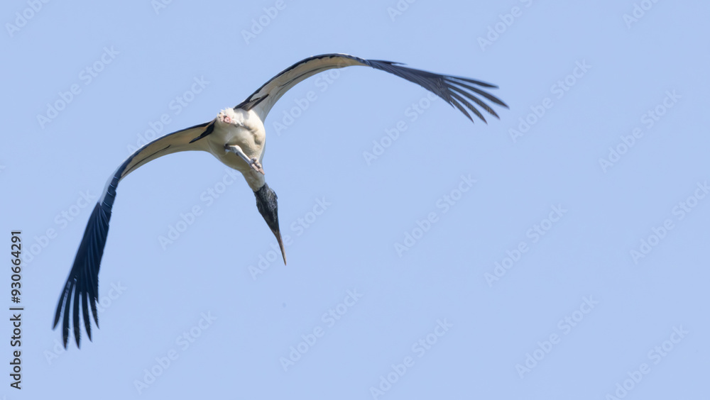 Obraz premium Wood stork in nature