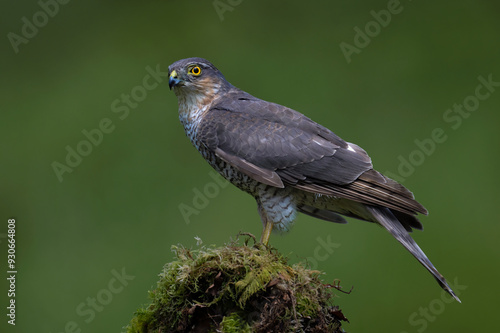 Sparrowhawk (Accipiter nisus) in a Scottish forest clearing
