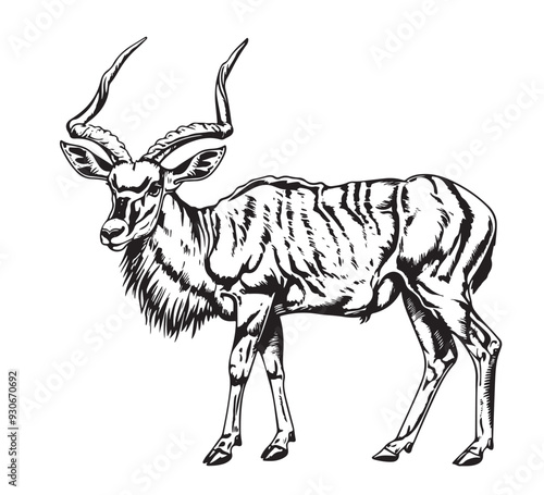 Hand drawn sketch style lesser kudu antelope isolated on white background. Vector illustration.
