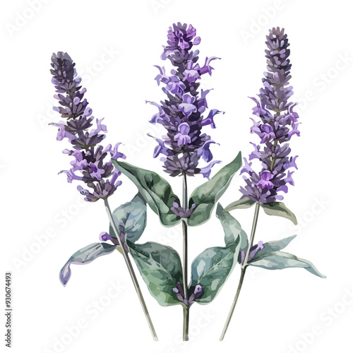 Watercolor vector of stachys lavandulifolia (lavender), isolated on a white background, and lavender vector