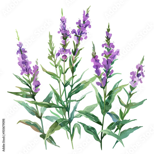 Watercolor vector of stachys lavandulifolia (lavender), isolated on a white background, and lavender vector