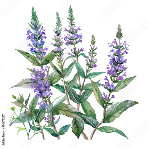 Watercolor vector of Vervain plant, isolated on a white background, and Vervain vector