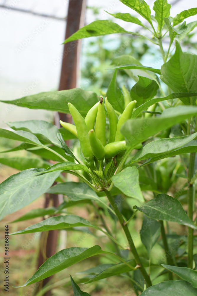 Obraz premium bunch of green chilies on plant, Chili pepper fruit on plant in organic garden agriculture farm, Chilies grow in farm, Green chili plants with leaves, fresh green pepper, green Chili Closeup
