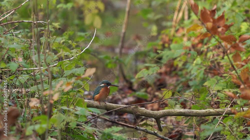 A common kingfisher (Alcedo atthis) stting on a branch above a ditch in autumn