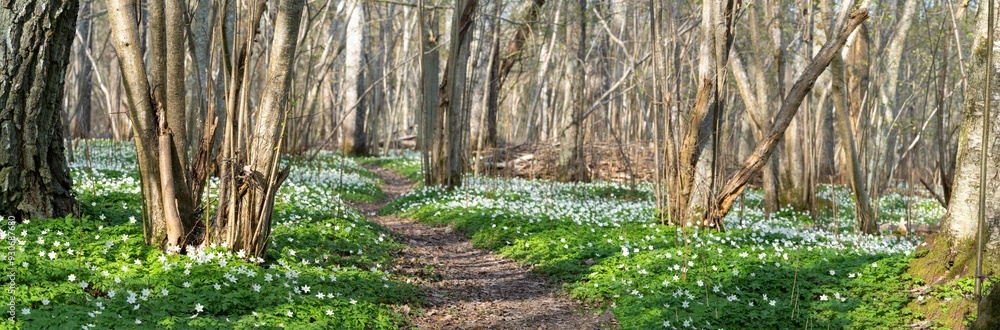 A breathtaking panorama capturing the serene beauty of a Swedish forest in springtime. Forest path carpeted with a vibrant display of white wood anemones, creating a peaceful and tranquil atmosphere. A breathtaking panorama capturing the serene beauty of a Swedish forest in springtime. Forest path carpeted with a vibrant display of white wood anemones, creating a peaceful and tranquil atmosphere.