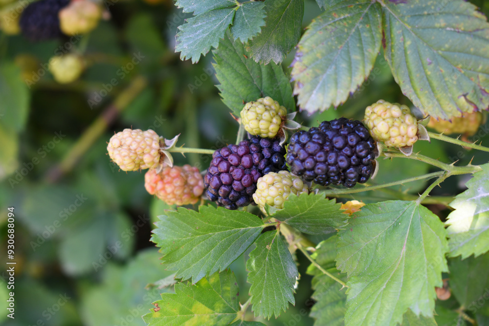 Natural food - fresh ripe and unripe blackberries in a garden. Bunch of ripe and unripe blackberry fruit on branch with green leaves on a farm. Close-up, blurred background. Chakwal, Punjab, Pakistan Natural food - fresh ripe and unripe blackberries in a garden. Bunch of ripe and unripe blackberry fruit on branch with green leaves on a farm. Close-up, blurred background. Chakwal, Punjab, Pakistan