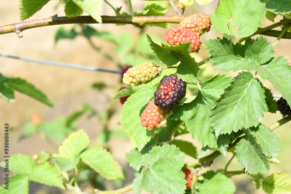 Natural food - fresh ripe and unripe blackberries in a garden. Bunch of ripe and unripe blackberry fruit on branch with green leaves on a farm. Close-up, blurred background. Chakwal, Punjab, Pakistan Natural food - fresh ripe and unripe blackberries in a garden. Bunch of ripe and unripe blackberry fruit on branch with green leaves on a farm. Close-up, blurred background. Chakwal, Punjab, Pakistan