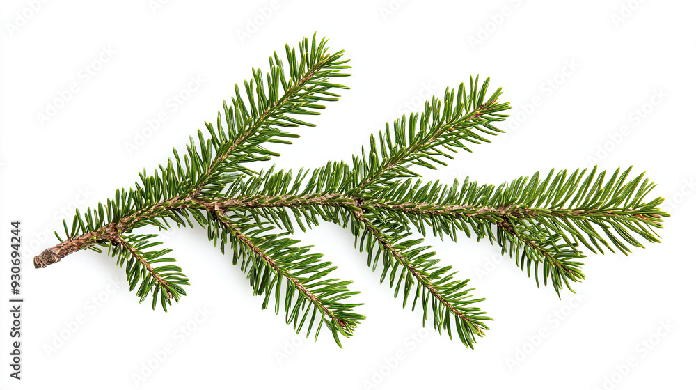 Fir Branches and Pine Branch - Isolated on White Background, Evergreen Needles, Winter Holiday Decoration, Nature-Inspired Design Element, Christmas Tree Foliage, Seasonal Greenery, Festive Natural Fir Branches and Pine Branch - Isolated on White Background, Evergreen Needles, Winter Holiday Decoration, Nature-Inspired Design Element, Christmas Tree Foliage, Seasonal Greenery, Festive Natural
