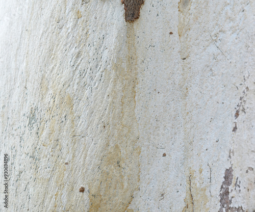 Eucalyptus tree bark texture, Bark of eucalyptus tree, seamless texture, a eucalyptus tree bark texture background image photo