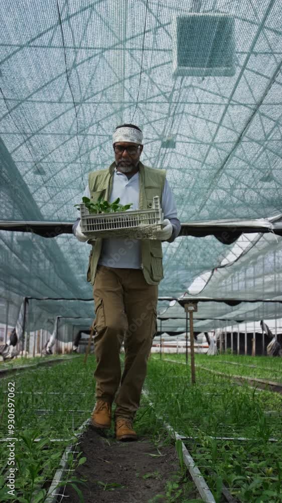 Vertical shot of senior man carrying tray of seedlings while walking towards camera among plant beds in greenhouse Vertical shot of senior man carrying tray of seedlings while walking towards camera among plant beds in greenhouse