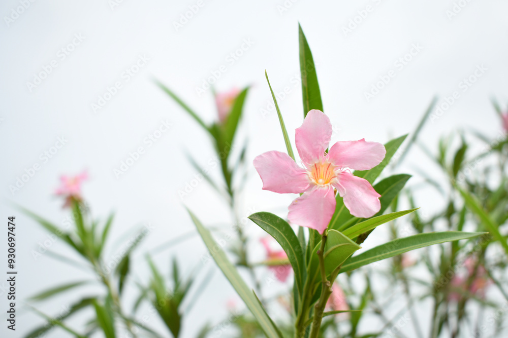 Nerium oleander in bloom, Pink siplicity bunch of flowers and green leaves on branches, Nerium Oleander shrub Pink flowers, ornamental shrub branches in daylight, bunch of flowers closeup Nerium oleander in bloom, Pink siplicity bunch of flowers and green leaves on branches, Nerium Oleander shrub Pink flowers, ornamental shrub branches in daylight, bunch of flowers closeup