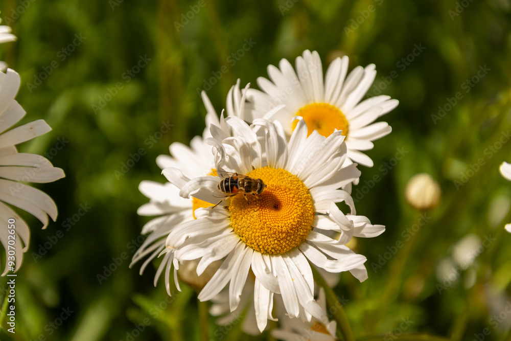 Flower of garden or medicinal chamomile. The concept of naturalness. Flower of garden or medicinal chamomile. The concept of naturalness.