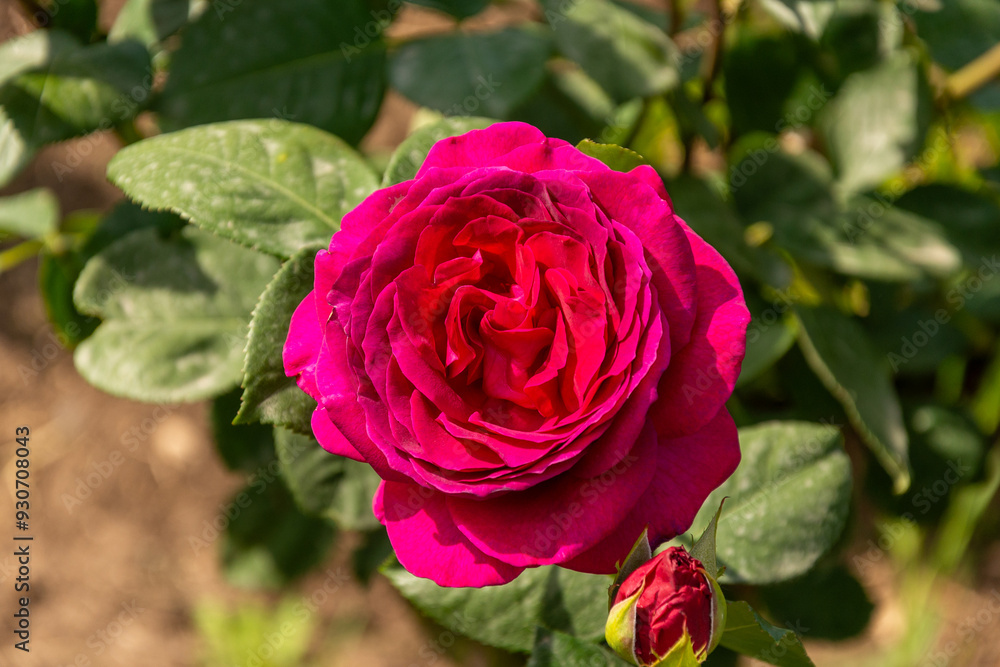 Red roses bloom in the summer in the country garden Red roses bloom in the summer in the country garden