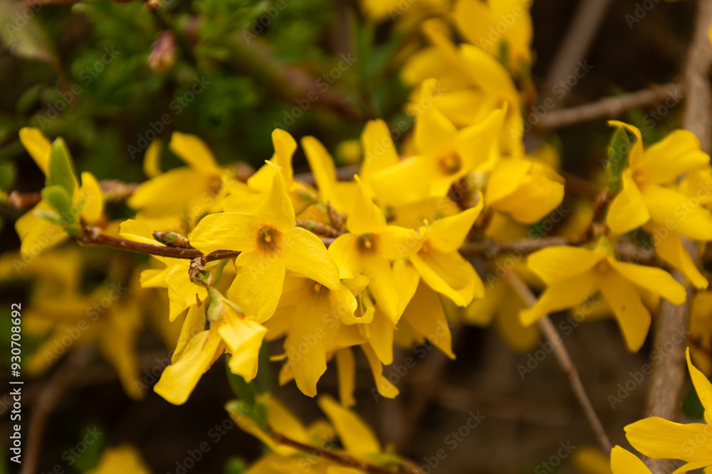 bush of yellow flowers. yellow grass. many small yellow flowers. spring nature. summer flowers. bush of yellow flowers. yellow grass. many small yellow flowers. spring nature. summer flowers.