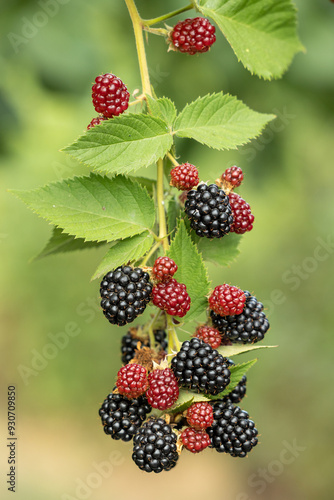 A branch with blackberries and green leaves