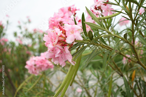 Nerium oleander in bloom, Pink siplicity bunch of flowers and green leaves on branches, Nerium Oleander shrub Pink flowers, ornamental shrub branches in daylight, bunch of flowers closeup photo