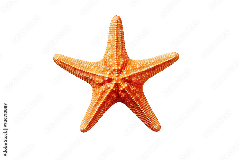 a cute starfish isolated on clear white and transparent background a cute starfish isolated on clear white and transparent background