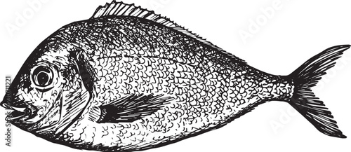 Hand drawn sketched of dorado fish