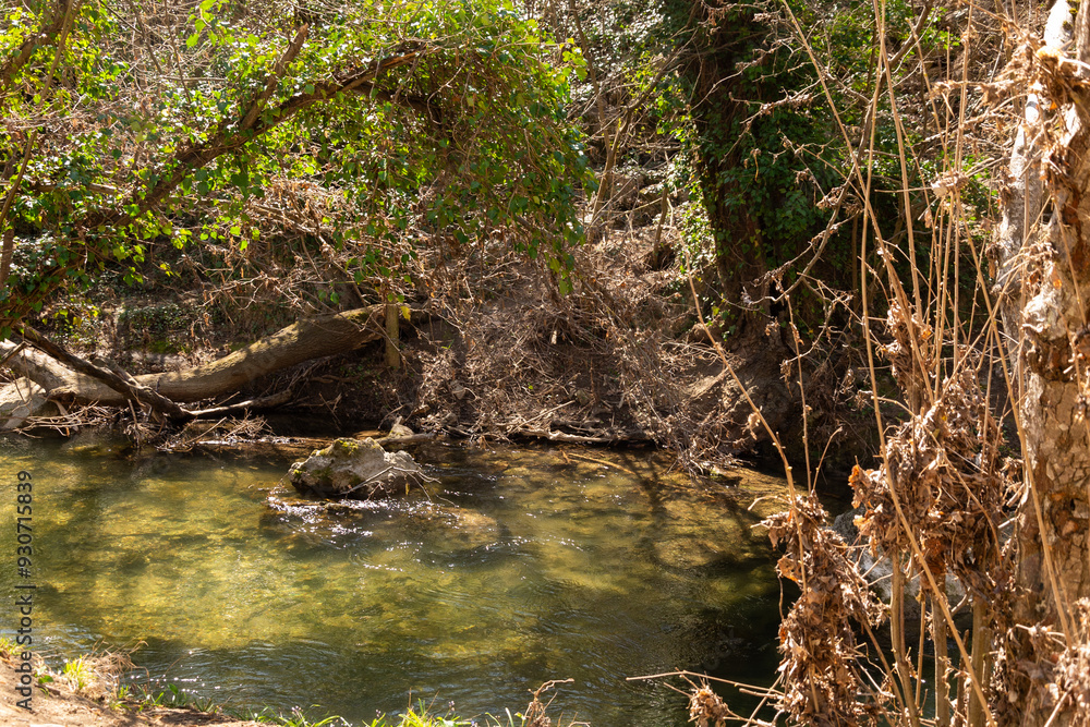 Obraz premium A mountain river flows in a forest, a landscape, a summer day, a forest grows along the banks of the stream. 