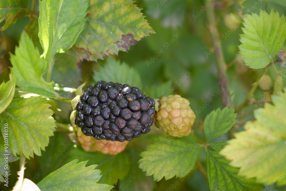 Natural food - fresh ripe blackberries in a garden. Bunch of ripe blackberry fruit - Rubus fruticosus - on branch with green leaves on a farm. Close-up, blurred background. Chakwal, Punjab, Pakistan Natural food - fresh ripe blackberries in a garden. Bunch of ripe blackberry fruit - Rubus fruticosus - on branch with green leaves on a farm. Close-up, blurred background. Chakwal, Punjab, Pakistan