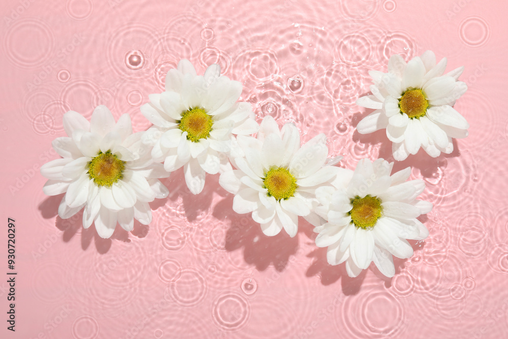Obraz premium Beautiful daisy flowers in water on pink background, top view