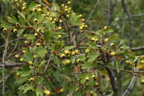 Beautiful tree with ripening berries and green leaves growing outdoors