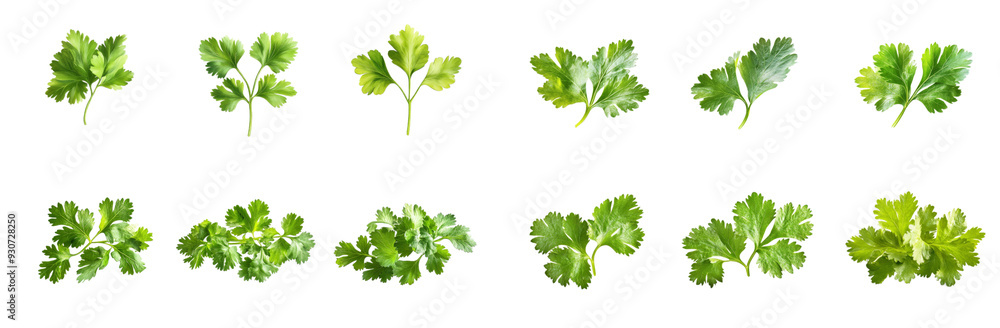 Fresh green leaves culinary herbs parsley organic healthy Fresh green leaves culinary herbs parsley organic healthy