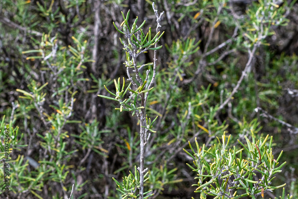 Close up image of rosemary or Salvia Rosmarinus growing in a wood Close up image of rosemary or Salvia Rosmarinus growing in a wood