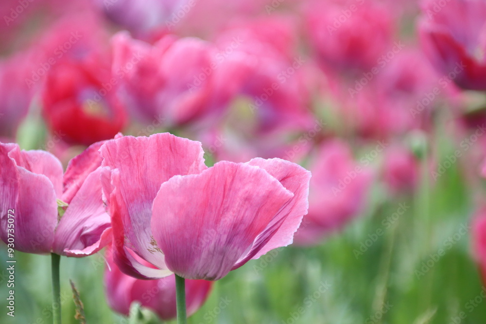 Mohn Mohn