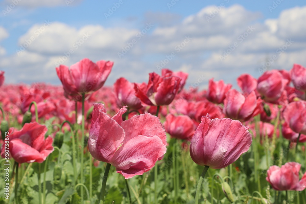 Obraz premium Mohnblumenfeld