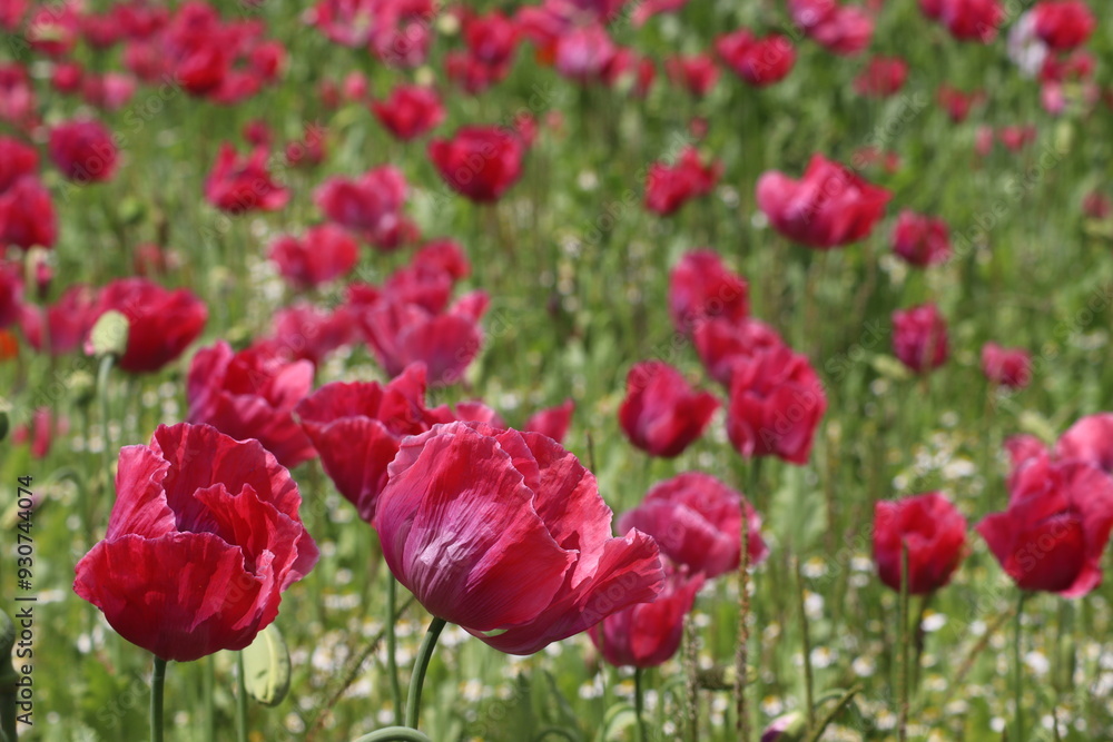 Obraz premium Klatschmohn