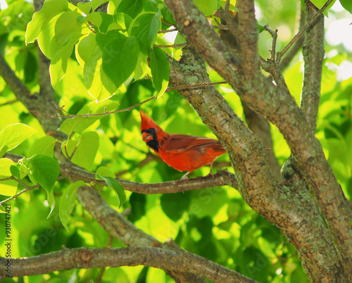 red cardinal sitting in a tree