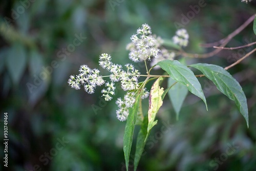 Inflorescence of a Koanophyllon pittieri tree photo