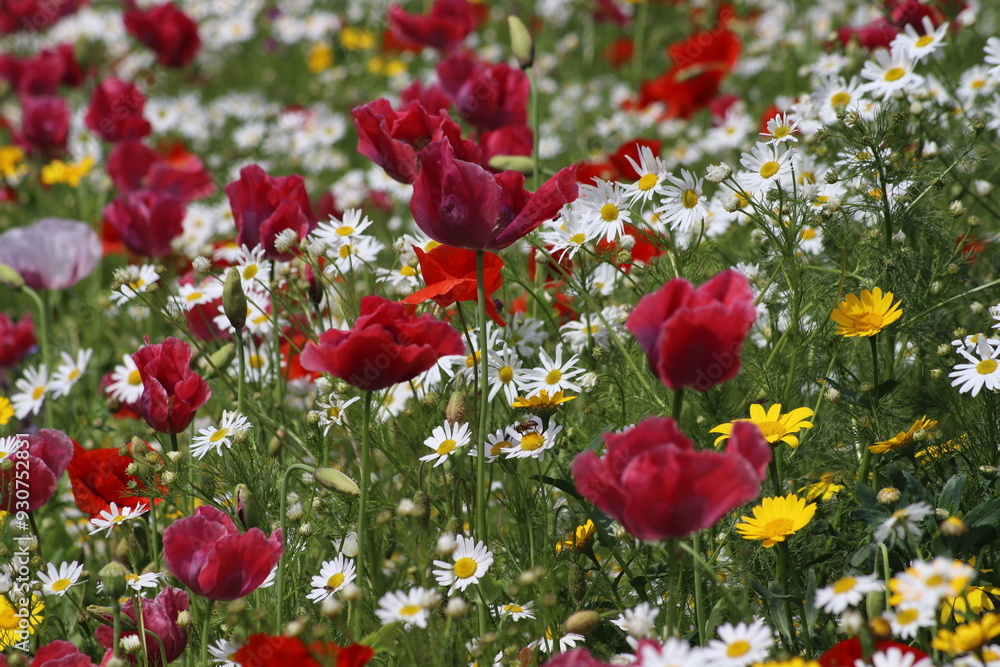 Obraz premium Wildblumen