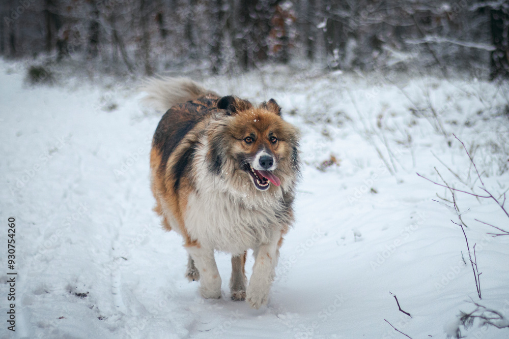 Big fluffy dog running in the snowy forest Big fluffy dog running in the snowy forest