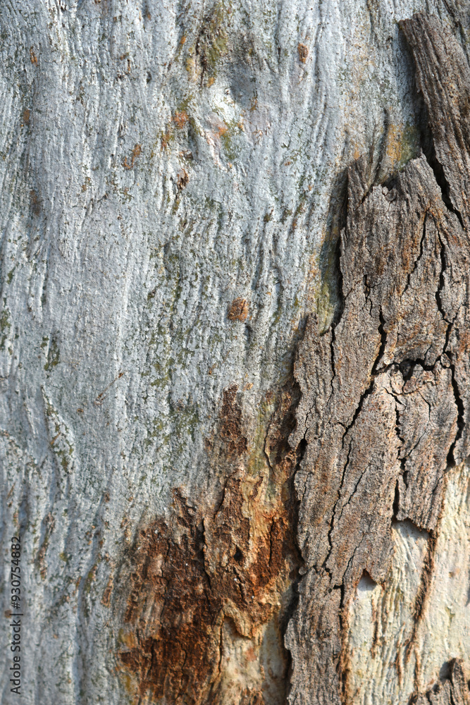 Obraz premium Eucalyptus tree bark texture, Bark of eucalyptus tree, seamless texture, a eucalyptus tree bark texture background image